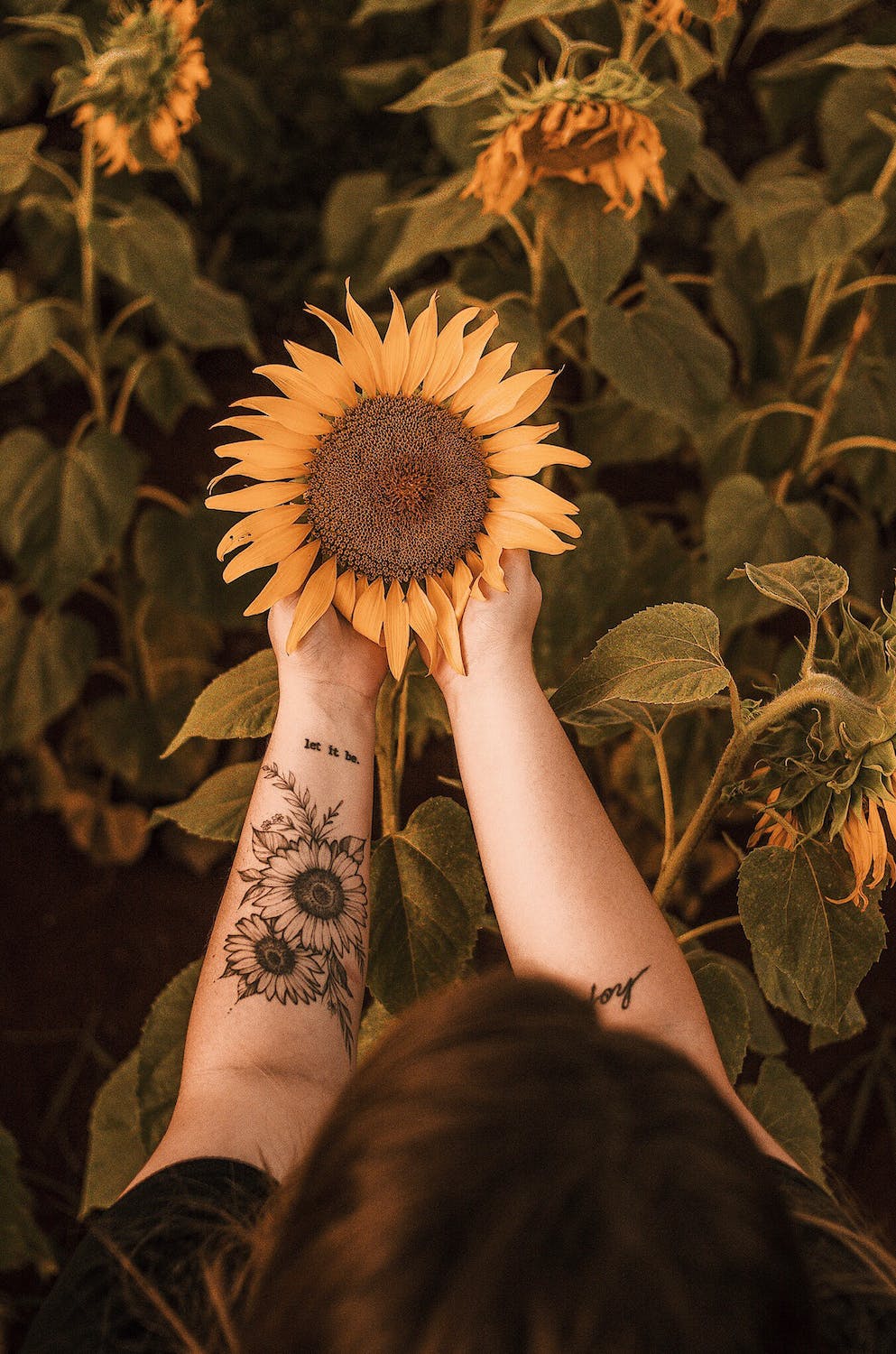 Girl with forearm tattoo looking down and holding a beautiful sunflower in a sunflower field.